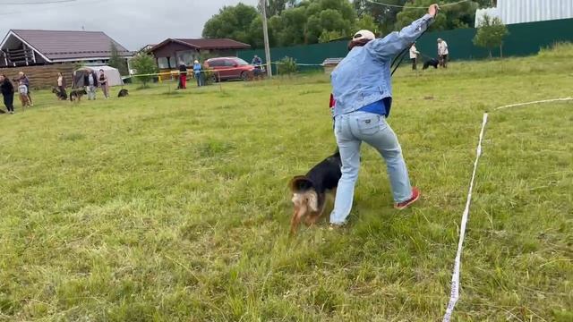 БЕБИ СУКИ / КЧК КУРСК 28 июня`25 Е.Никитина Моно немецких овчарок