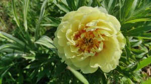 ПИОНЫ. ПОСЫЛКА с ПОСАДОЧНЫМ МАТЕРИАЛОМ.ОБЗОР ЗАКАЗА #пионы #посылка #заказ #сорта #распаковка