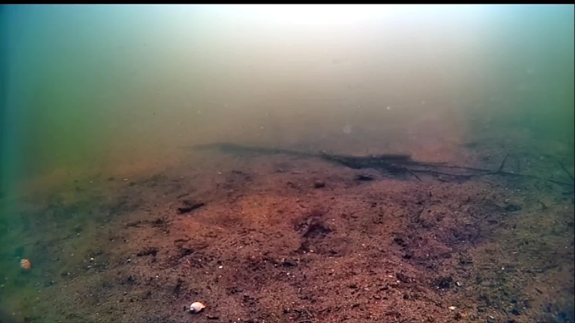 carp смотреть онлайн