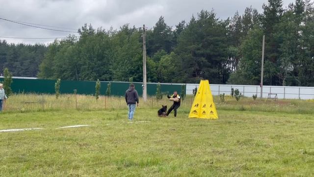 РАБОЧИЙ КОБЕЛИ ДШ / КЧК КУРСК 28 июня`25 Е.Никитина Моно немецких овчарок