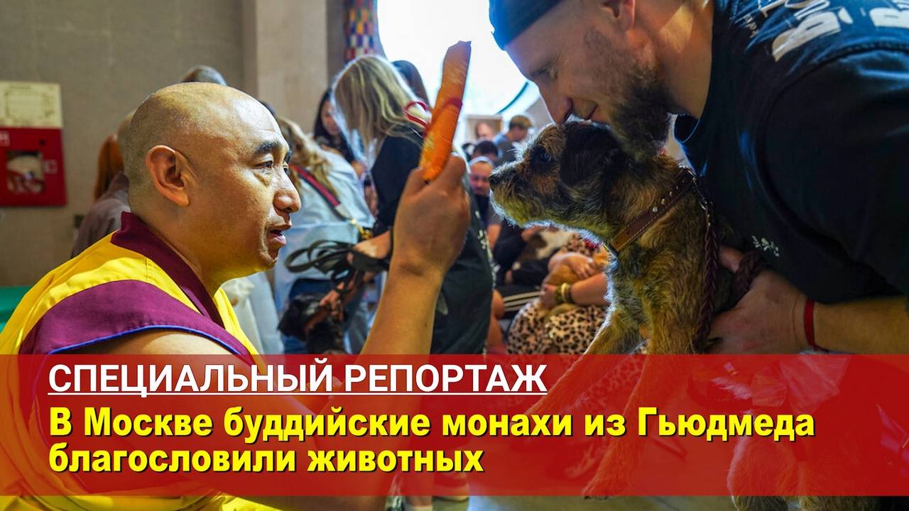 В Москве буддийские монахи из Гьюдмеда благословили животных смотреть онлайн