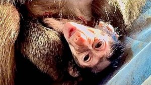 У нас НЕ ОЧЕНЬ ХОРОШИЕ НОВОСТИ! У мамы Лиды скорее всего мало молока и Анфиса не набирает вес…