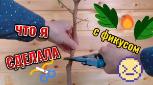 Экспериментирую с фикусом Бенджамина. Обрезка и укоренение.