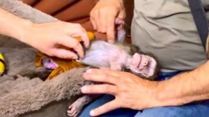 ПРОСТО СМЕХ! Денис и папа Влад в четыре руки гладят Анфису, а она ЗАМЕРЛА ОТ УДОВОЛЬСТВИЯ!