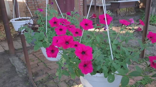 Июль. Огород. Обзор.07.07.2025 г. смотреть онлайн