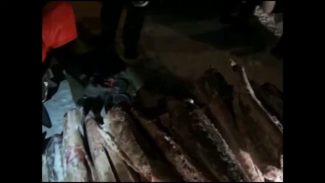 Селехино - Николаевск-на-Амуре  Почти тонну осетра обнаружили полицейские при досмотре грузовика (72