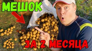 Как вырастить картофель прямо в мешке_ секрет большого урожая