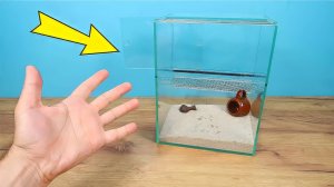 Мой Тарантул сбежал! Что делать Я боюсь находиться в комнате!