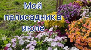 Цветы в июле. Нюансы составления миксов с алиссумом.