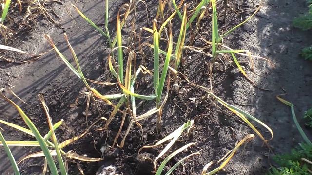 Определение срока уборки чеснока