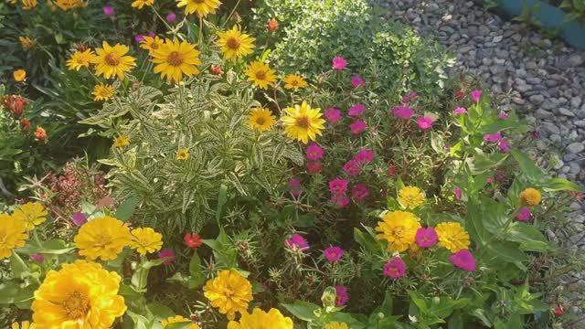 Обзор цветника на 12июля. смотреть онлайн