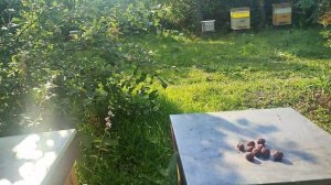 Жара и медосбор (как дела у пчёл)