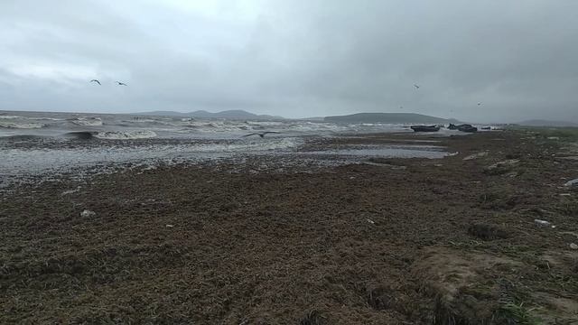 ПЕСНЬ О БУРЕВЕСТНИКЕ