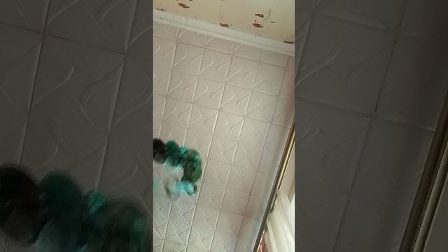 активируем украшение камни смотреть онлайн