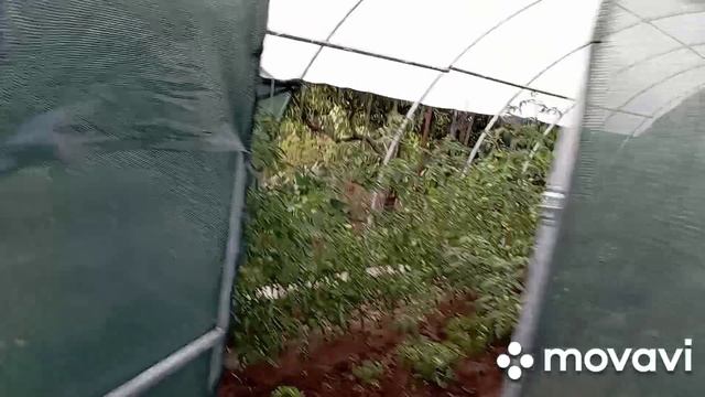 немного про дела огородные, 12 июля/огород/дача/ смотреть онлайн