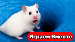 Лабиринт с ЛОВУШКАМИ для Умного Хомяка 🐹 Проходим вместе полосу препятствий 🐹 Видео для детей