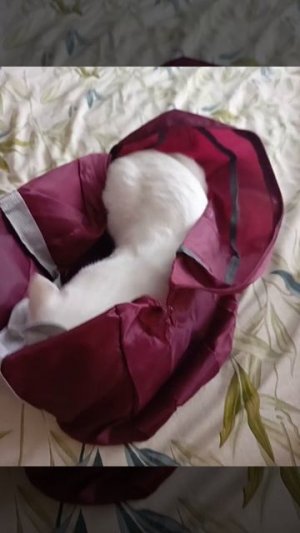 Куки 🐈