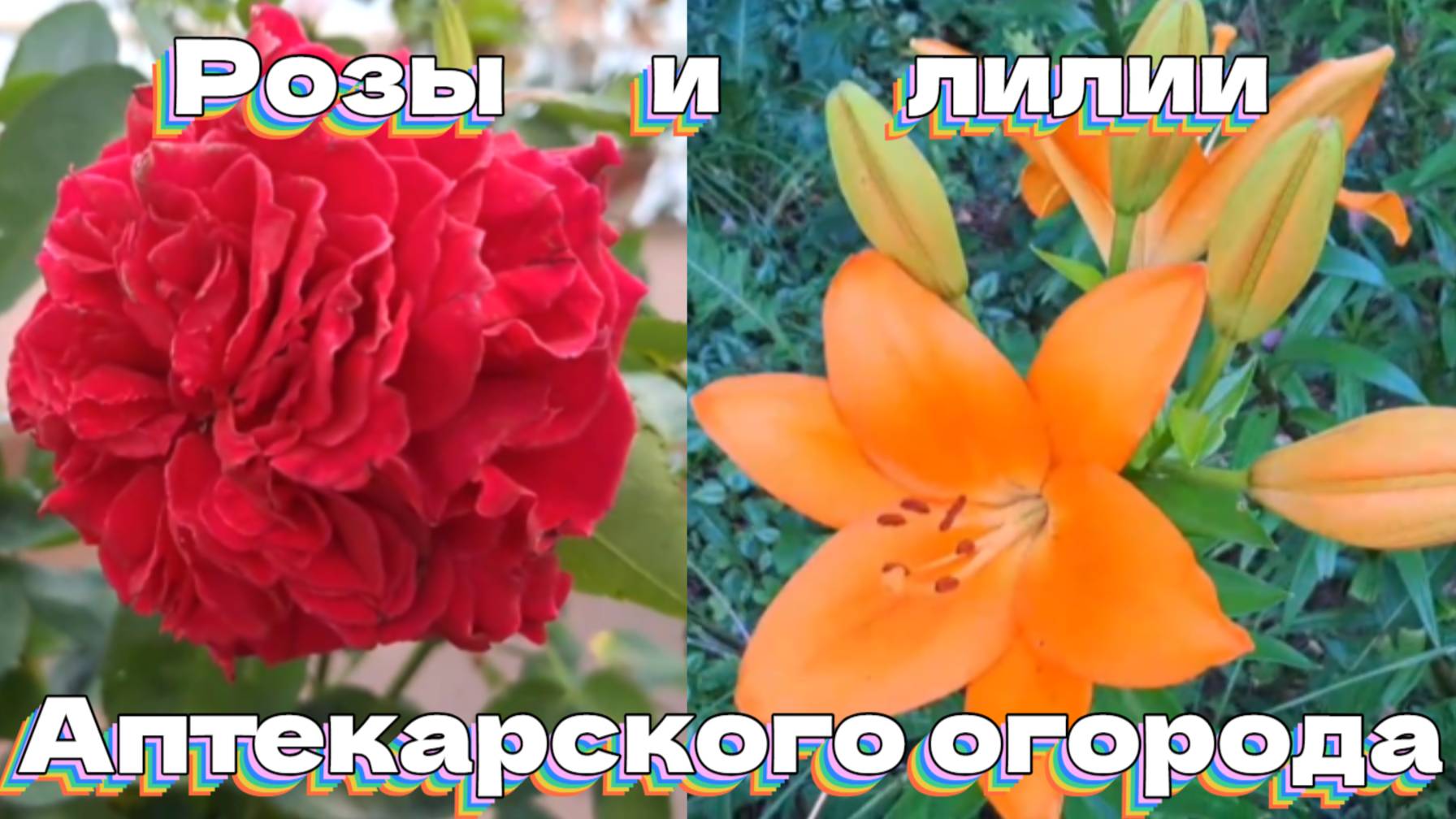Розы и лилии Аптекарского огорода смотреть онлайн
