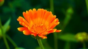 🌸 КРАСИВАЯ КАЛЕНДУЛА | ПРОФЕССИОНАЛЬНАЯ МАКРОСЪЁМКА ЦЕЛЕБНОГО ЦВЕТКА