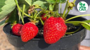 Клубничные ХИТЫ. Найди свой идеальный сорт с нами.