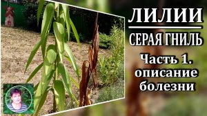 Серая гниль на лилиях. Часть 1.  Признаки болезни  Почему на лилиях чернеют листья и стебли.