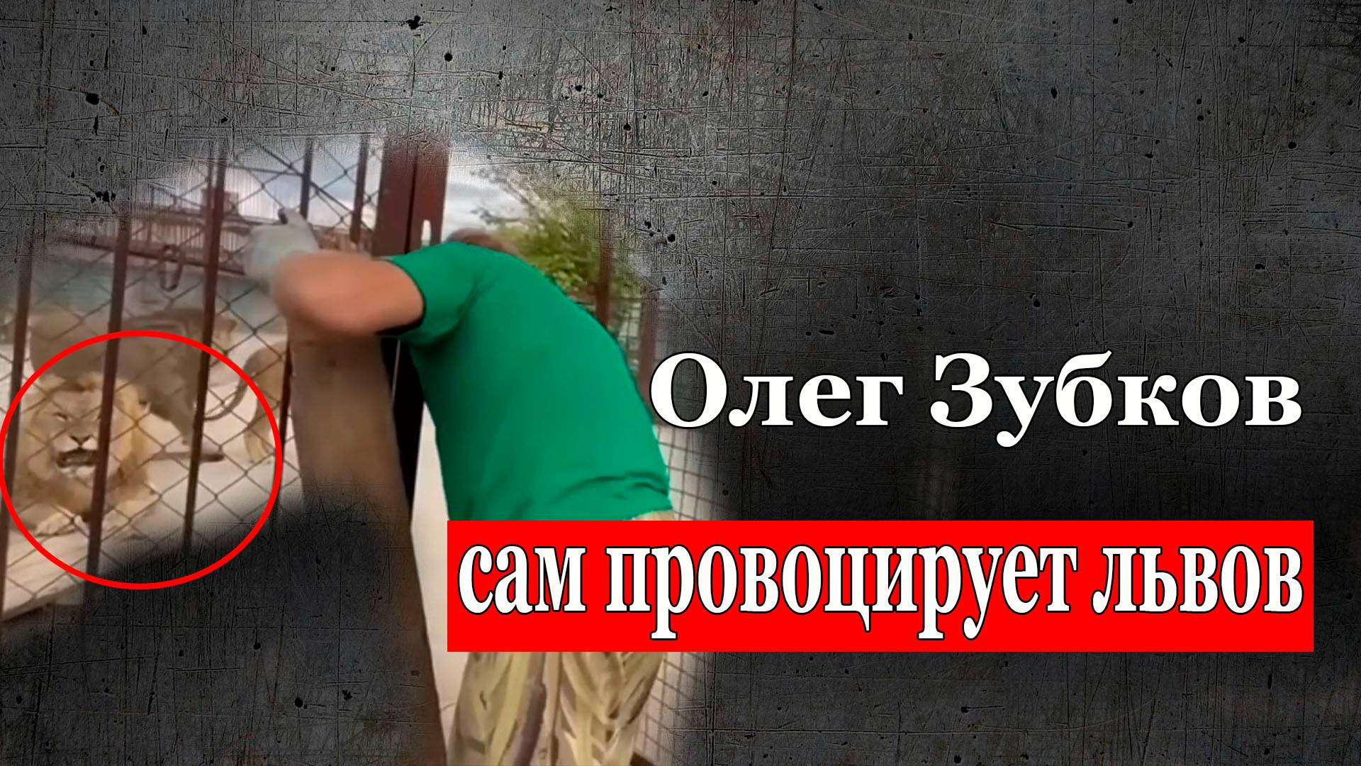 Олег Зубков сам провоцирует львов напасть, 12 июля смотреть онлайн