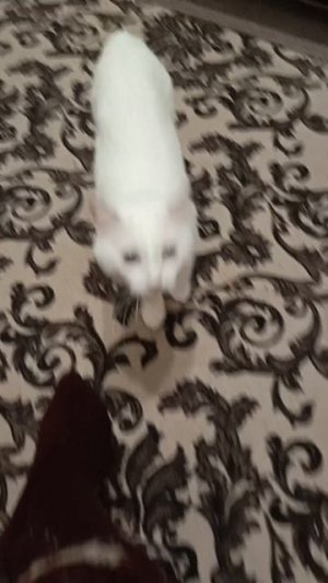 Куки 🐈
