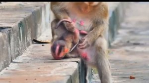 Макака приводит в порядок внешний вид новорождённого ... 1000021870.mp4