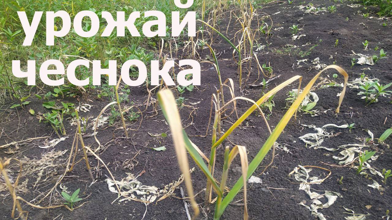 Урожай чеснока