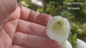 Дача 7 июля 2 часть. Хосты зацветают