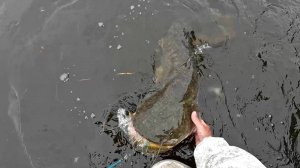 От сомов не выдерживают снасти!