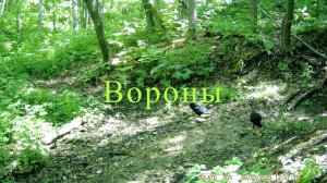 Вороны. Отрывки из жизни вороньей пары.
