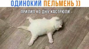 ОДИНОКИЙ ПЕЛЬМЕНЬ ))) Приколы | Мемозг 1633