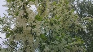Расцвела черёмуха