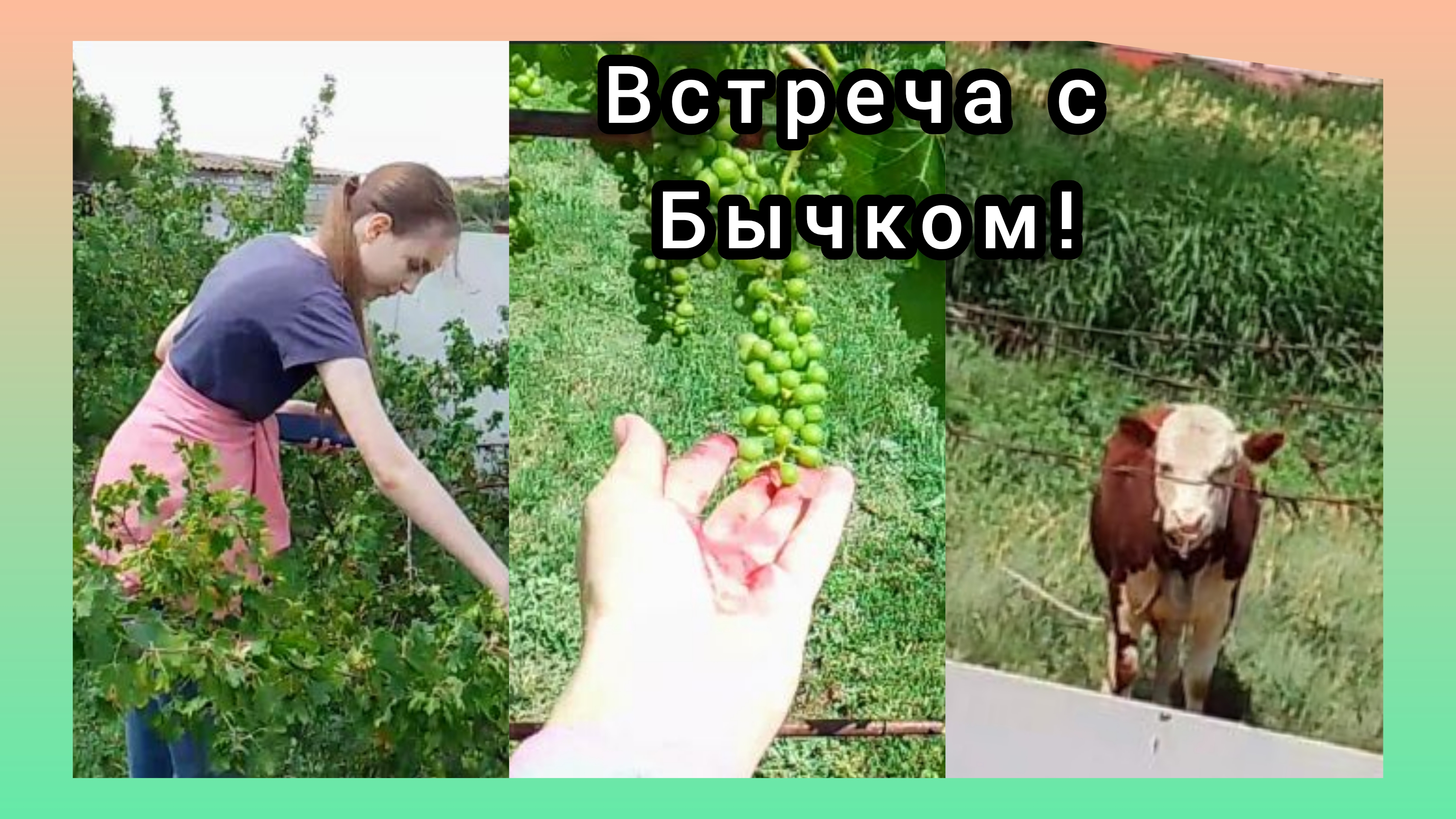 Собираем смородину.Часть 2.Встреча с бычком 👁️🗨️ смотреть онлайн