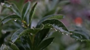 Вы быстро заснете под нежный звук капель дождя по листьям в саду 🌧️🍃  [Музыка без рекламы]