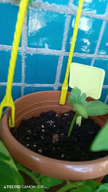 мой огород на балконе