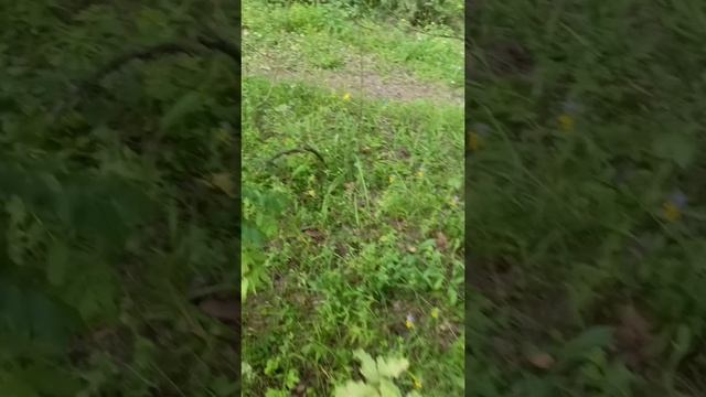 Сектор газа Вальпургиева ночь смотреть онлайн