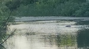 Отдыхаем на болоте бобр иваныч появился