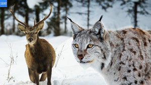 Рысь – самая скрытная хищница северных лесов!