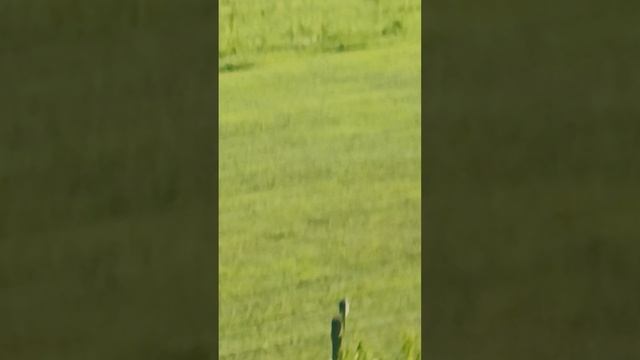 Поездовые виды смотреть онлайн