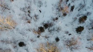 МЕДВЕЖИЙ СЕЗОН Евгения Оспищева. Охота на медведя с лабаза на приваде.