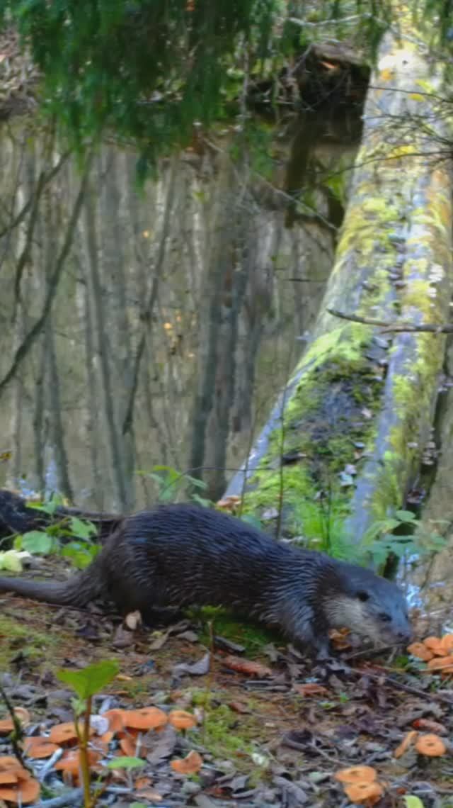 Угощение для выдры. Кадры с фотоловушки. смотреть онлайн