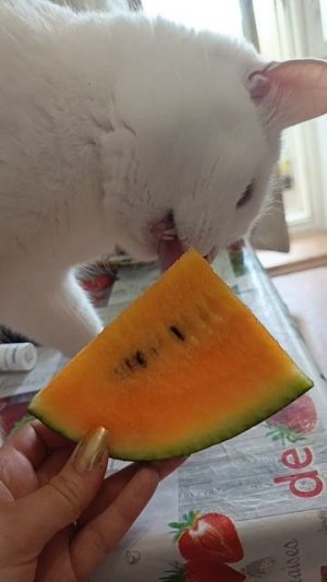 Куки 🐈