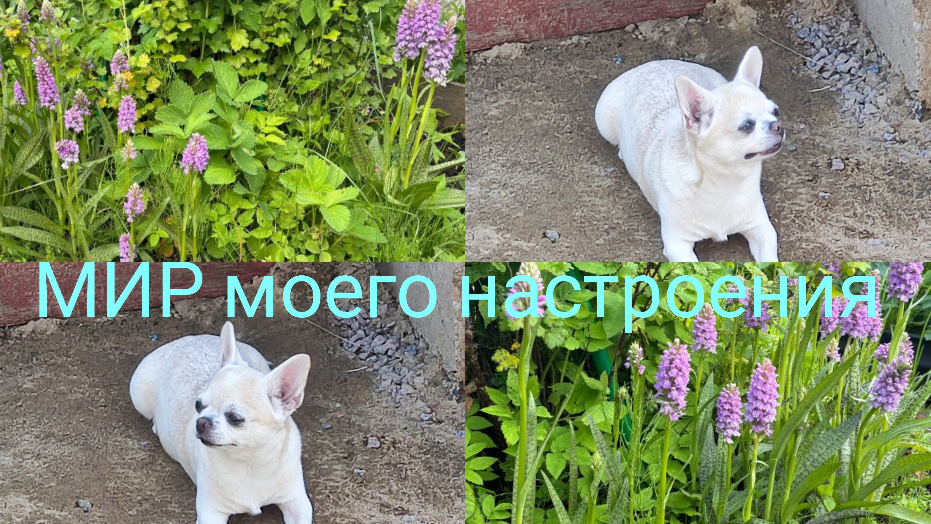 10.07.25 Дача Выборг.Хочу посадить Лесную Орхидею.Леля требует ужин смотреть онлайн