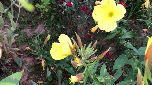 Собачки сквишь и волшебные цветы 🌺 смотреть онлайн