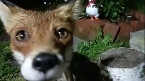 Лёгкая охота