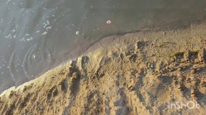 сезон купания с хомяками 1