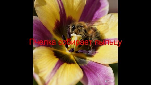 мед и пчелы смотреть онлайн