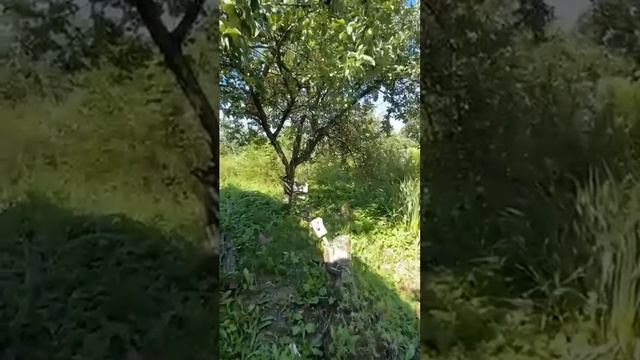 VID-20250712-WA0060.mp4